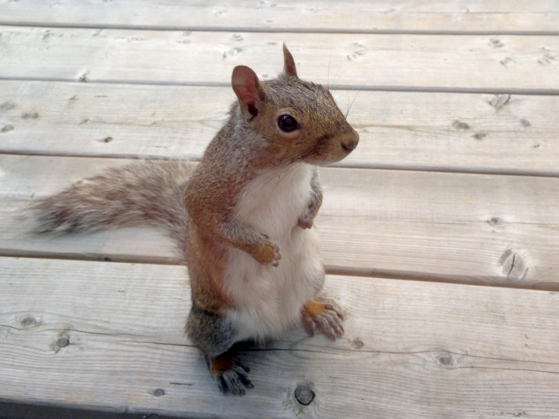 Squirrel Removal Services in Toronto