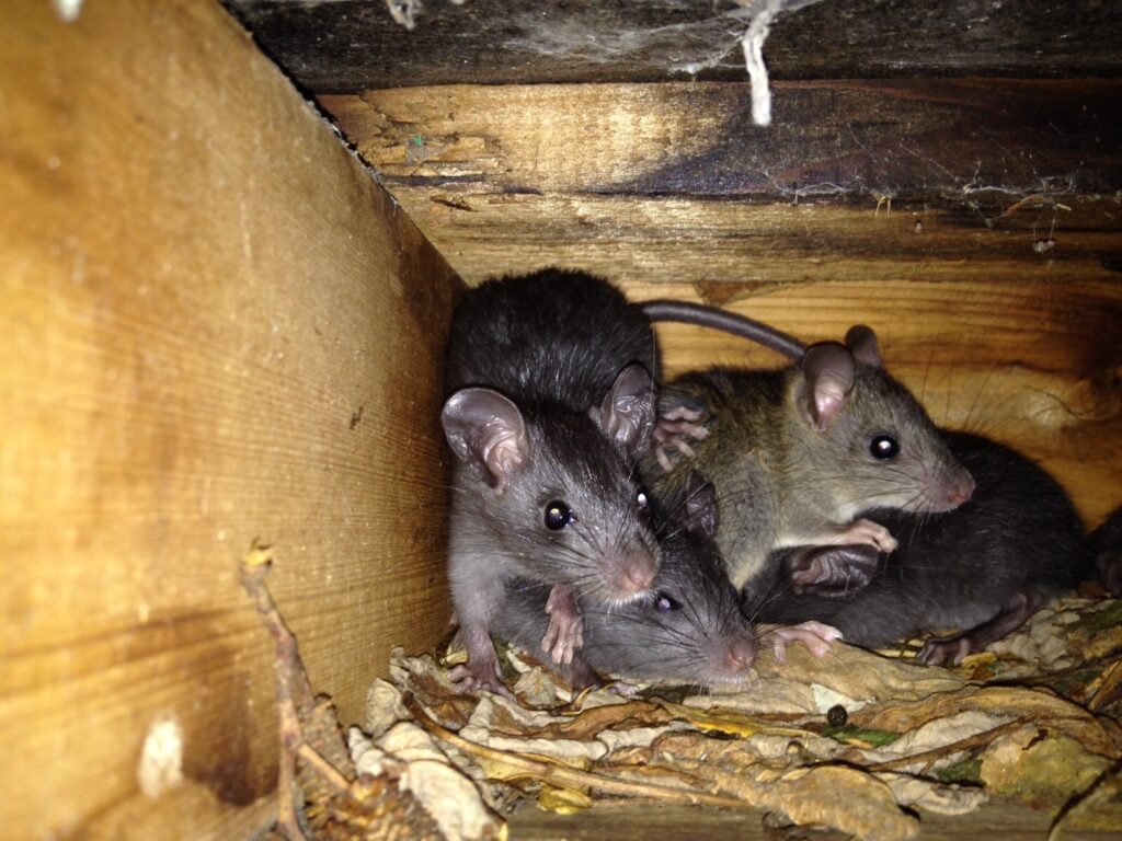 Mice and Rats Facts Gates Wildlife Control
