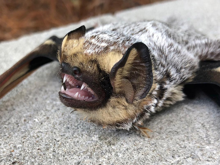 Bat Problems, Toronto Bat Removal Gates Wildlife Control Toronto