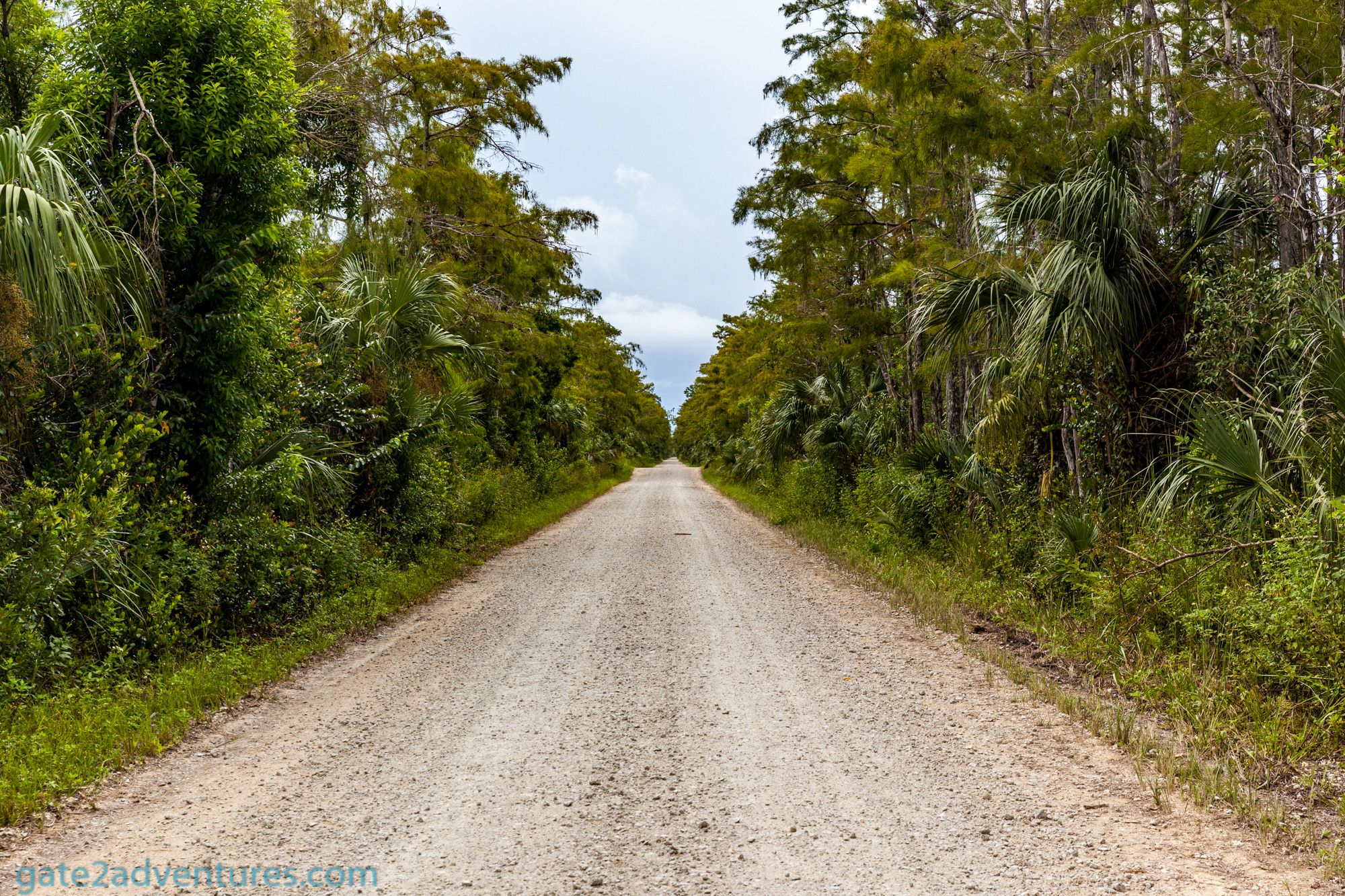 Tamiami Trail Through the Everglades in Southern Florida