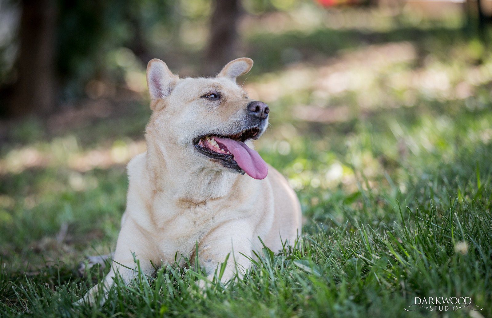 Meet Ivory—An Adoptable Dog in St. Louis! Gateway Pet Guardians