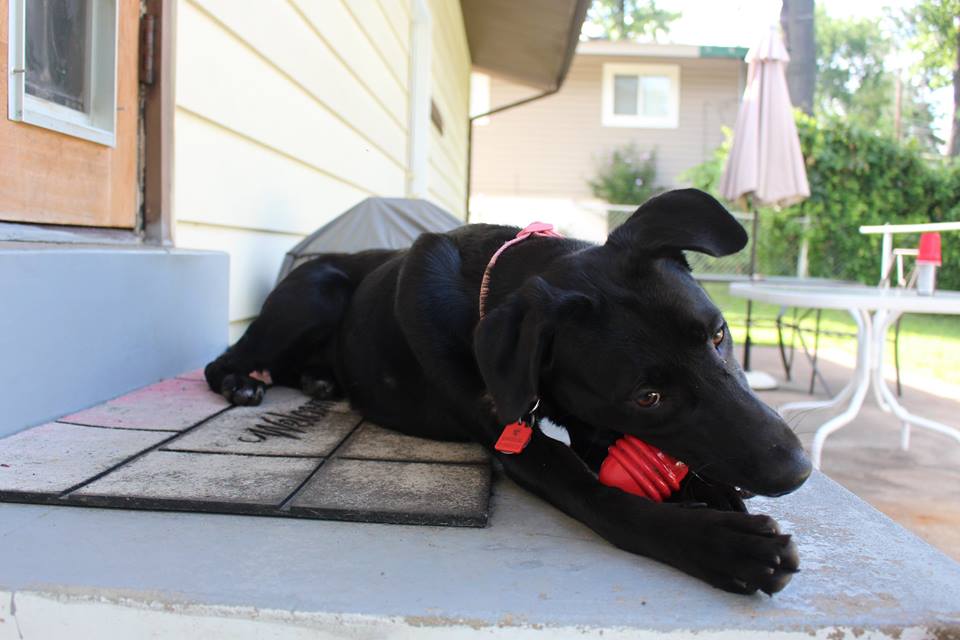 Meet Margaux An Adoptable Dog in St. Louis! Gateway Pet Guardians