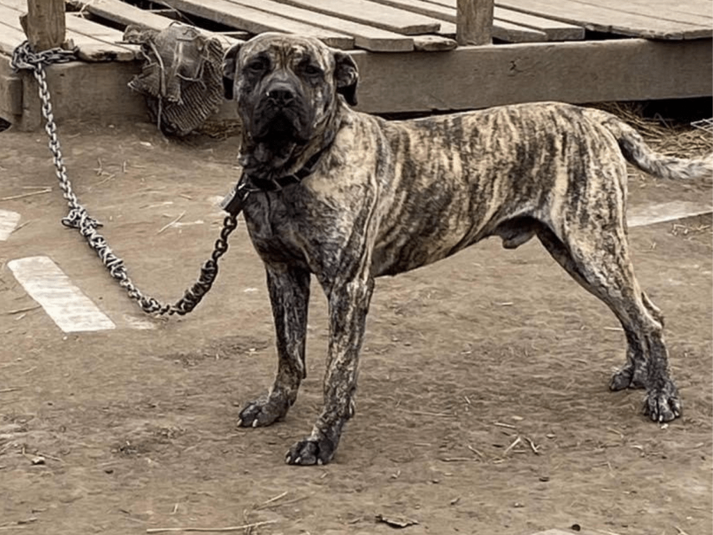 Misconceptions of Animal Neglect Cortez's Dogs Gateway Pet Guardians