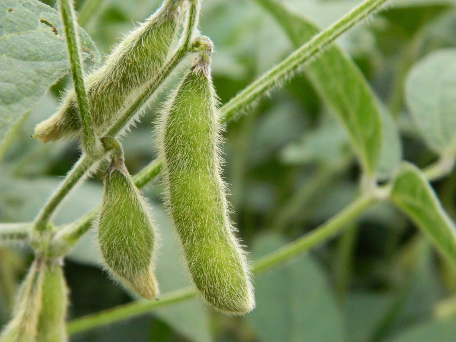 XTEND Soybeans Gateway Seed