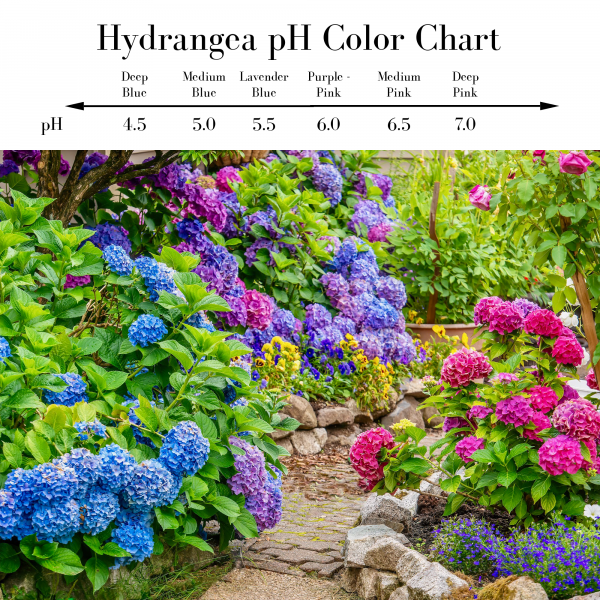 Decorating with Hydrangeas Gathered in the Kitchen