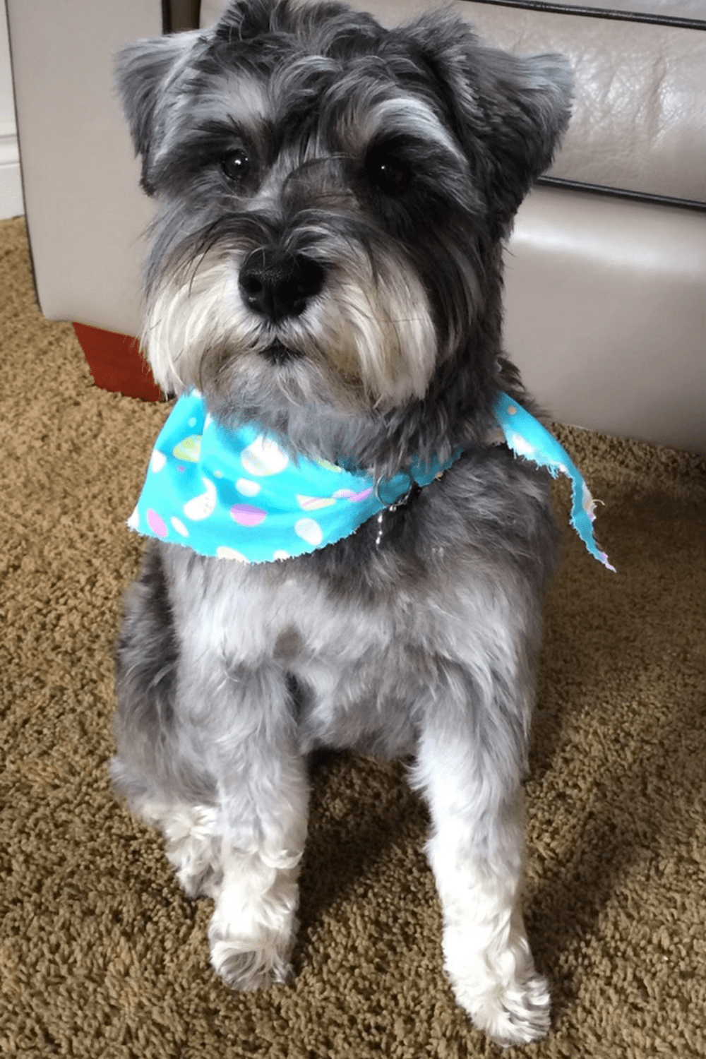 FREE TwoWeek Supply of Fresh Dog Food (Black Friday Only) Gather Lemons