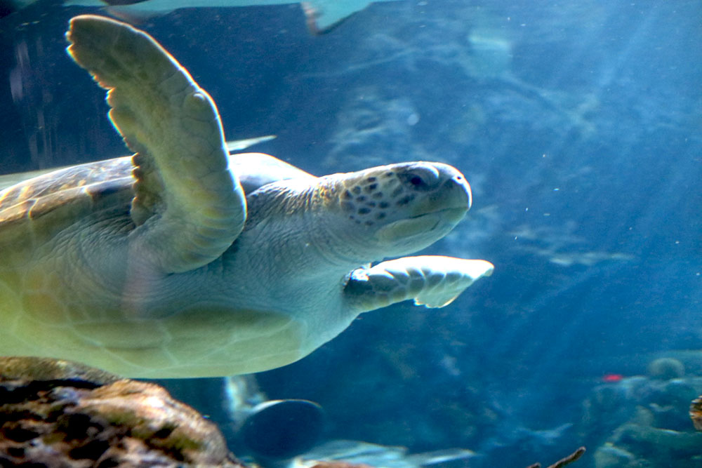 Gatlinburg Attraction Review Ripley's Aquarium of the
