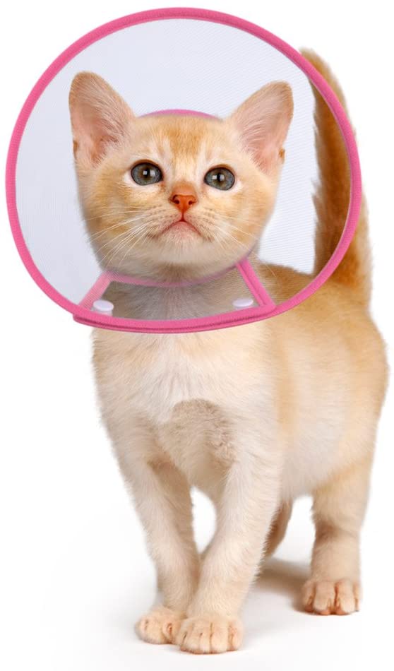 Los Mejores Collares Isabelinos para Gatos