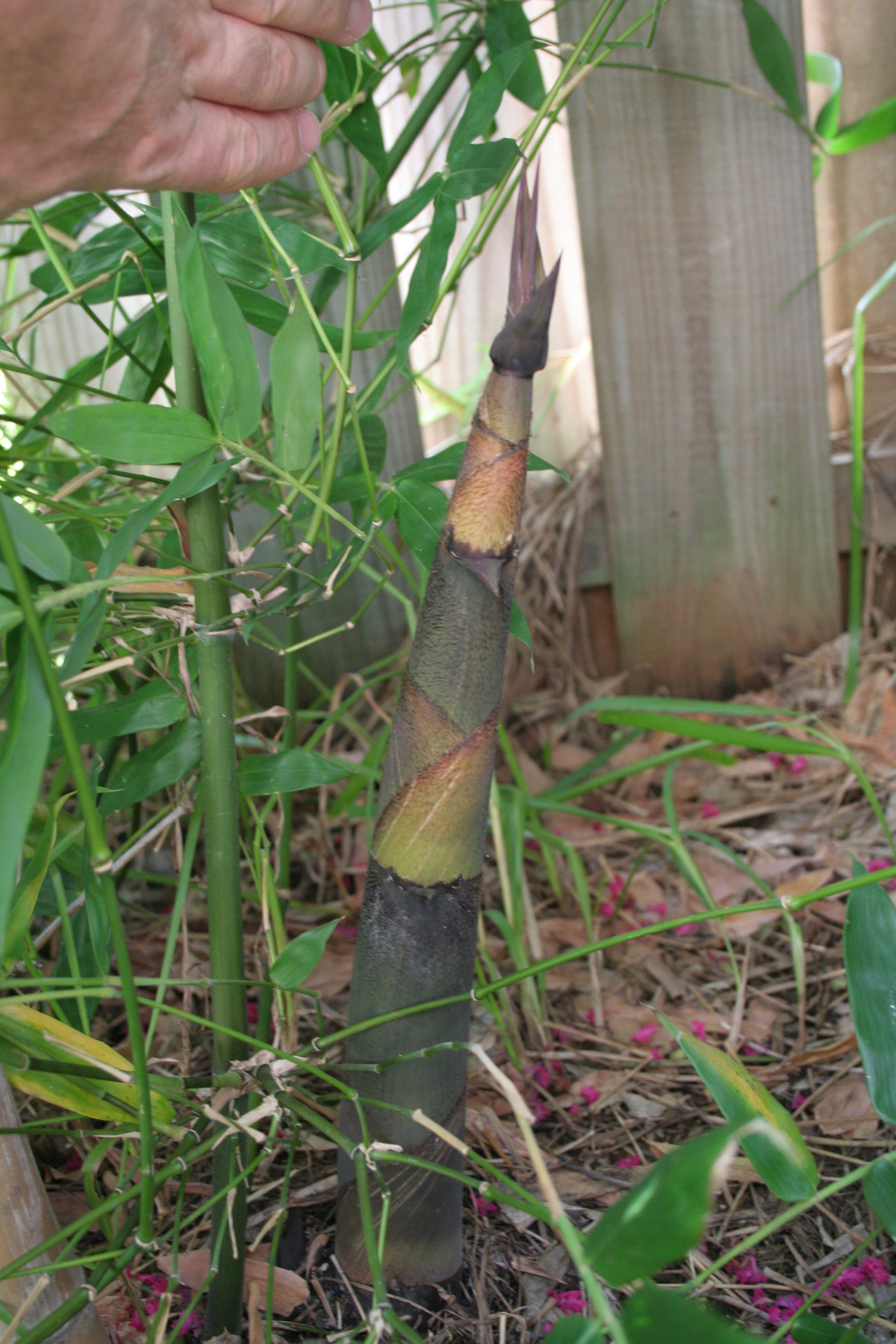 Growing Dendrocalamus Validus bamboo in northeast Florida Gator