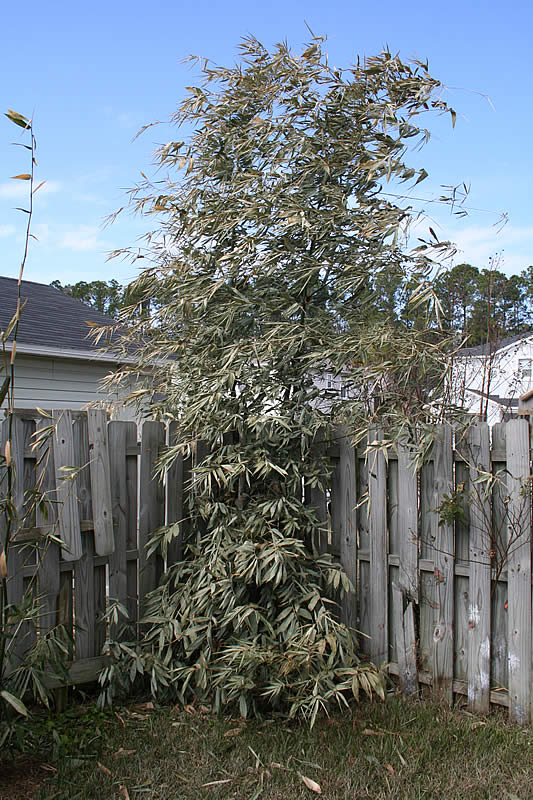 Growing Dendrocalamus Validus bamboo in northeast Florida Gator