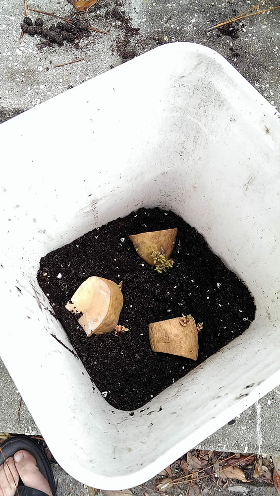 How to Grow Potatoes from Store Bought Potatoes Gator Ventures Bamboo