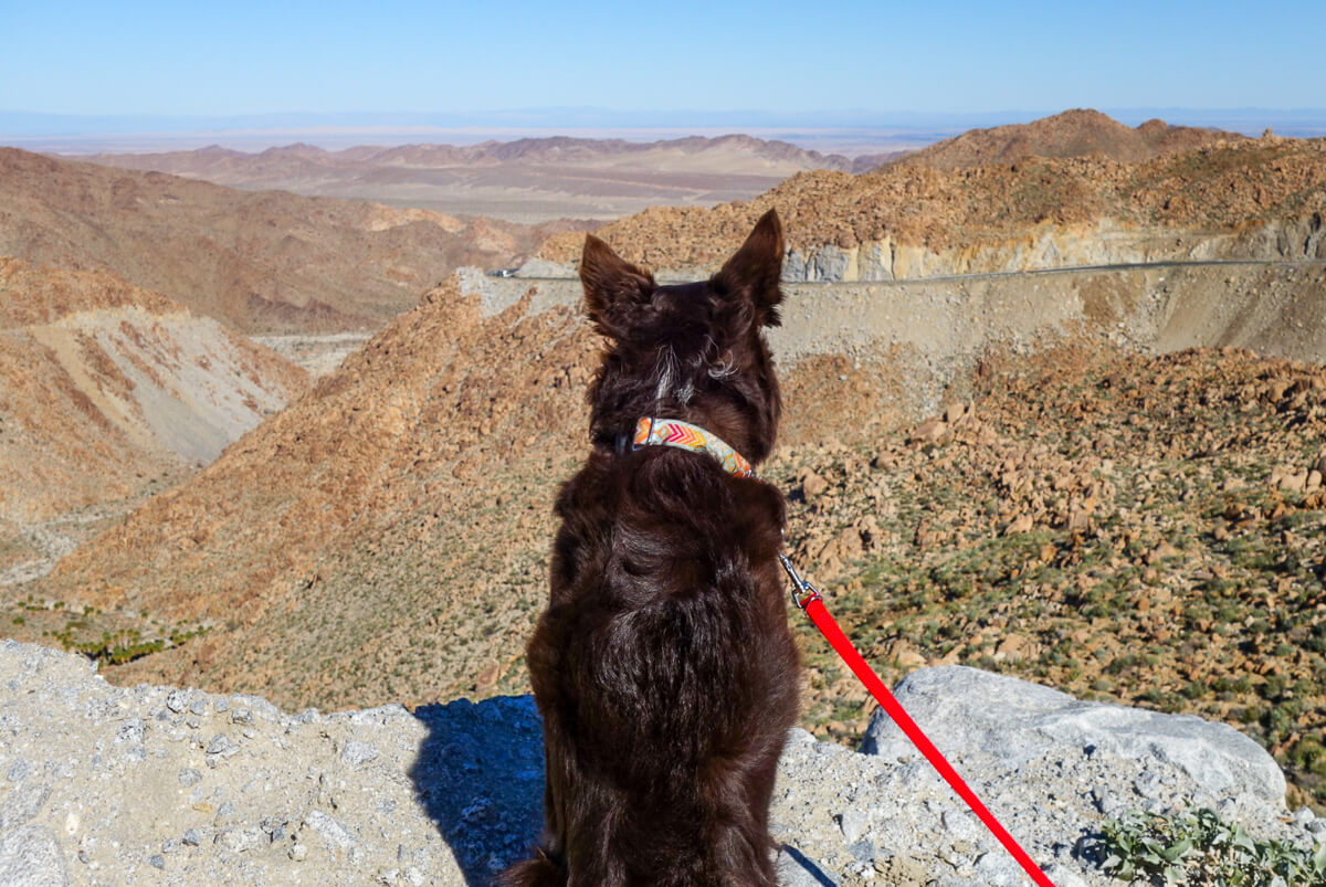 The 7 Best Dog Leashes for Hiking and Backpacking Gator and Nuthin