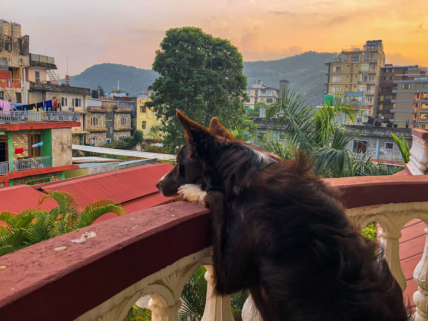 Requirements for Getting Your Dog Into Nepal Gator and Nuthin