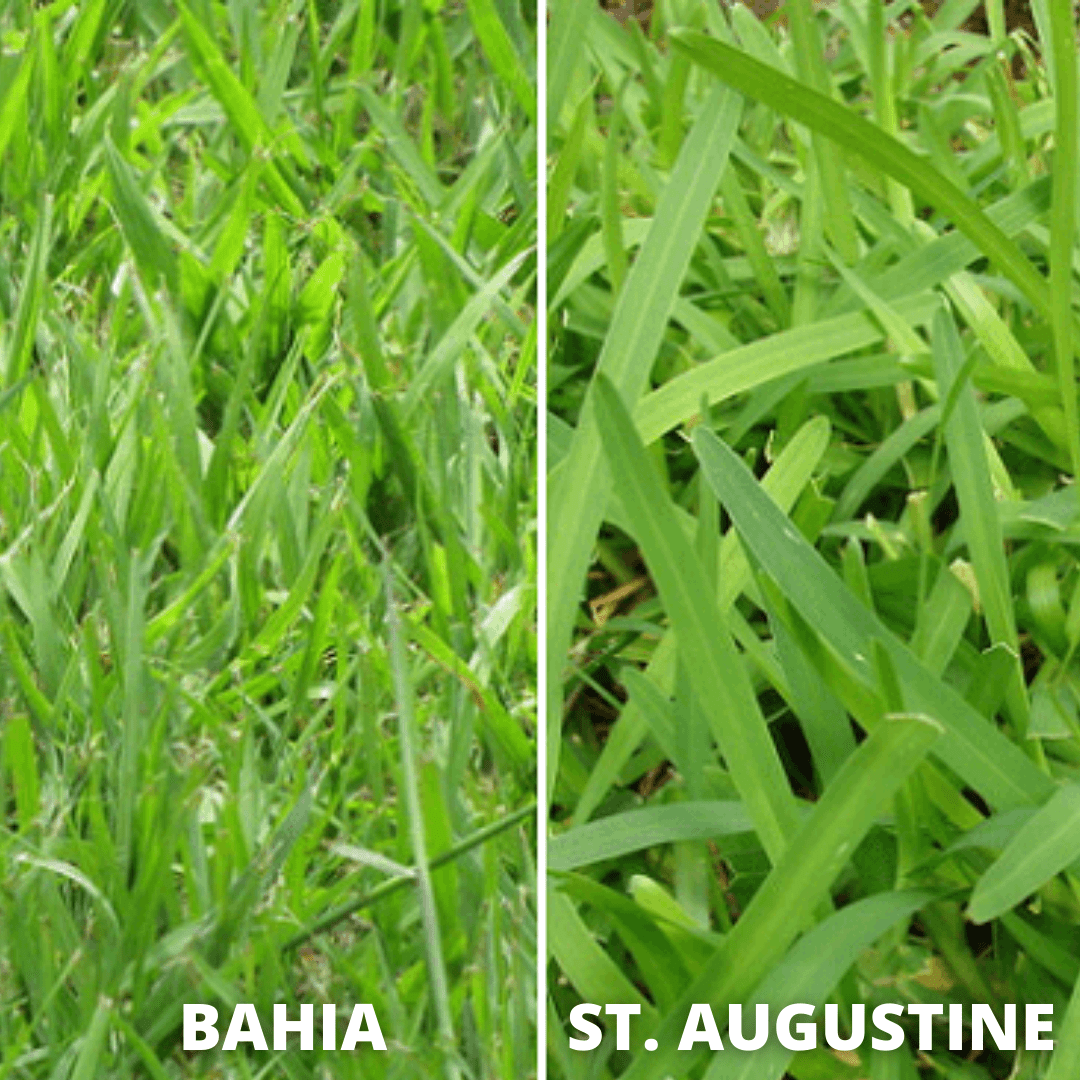 Bahia & St. Augustine Sod Gator Sod