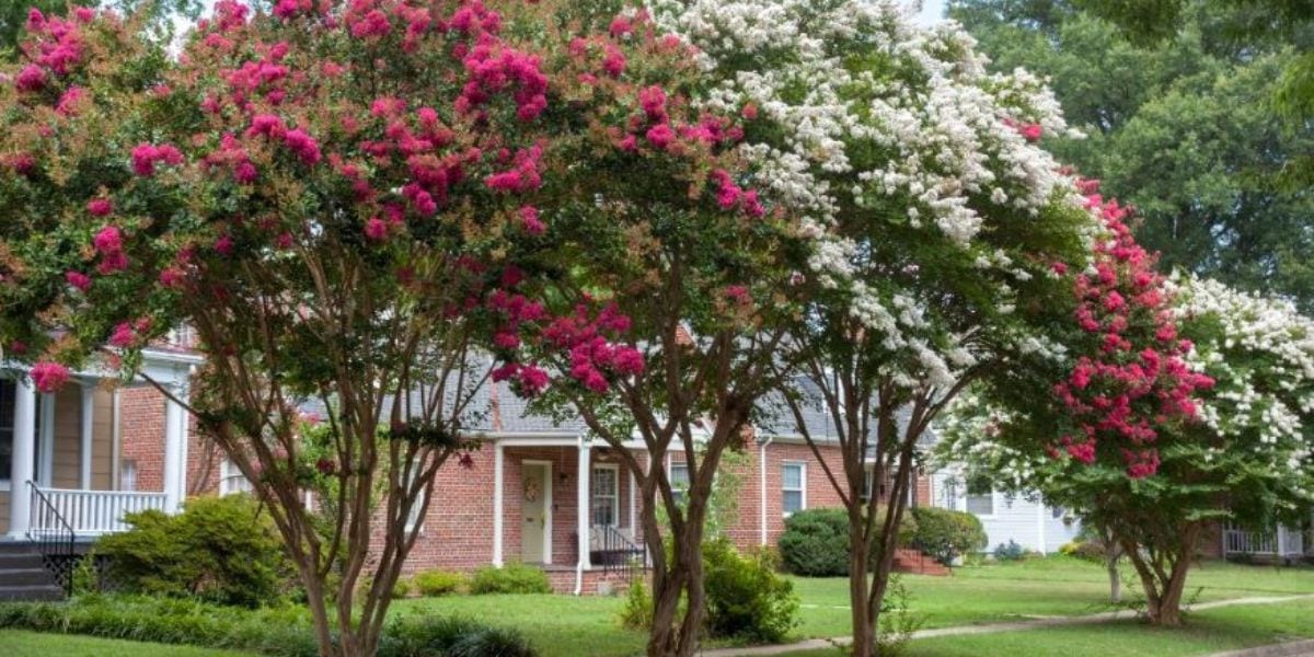 Fertilizing Young Trees Fertilizing Newly Planted Trees