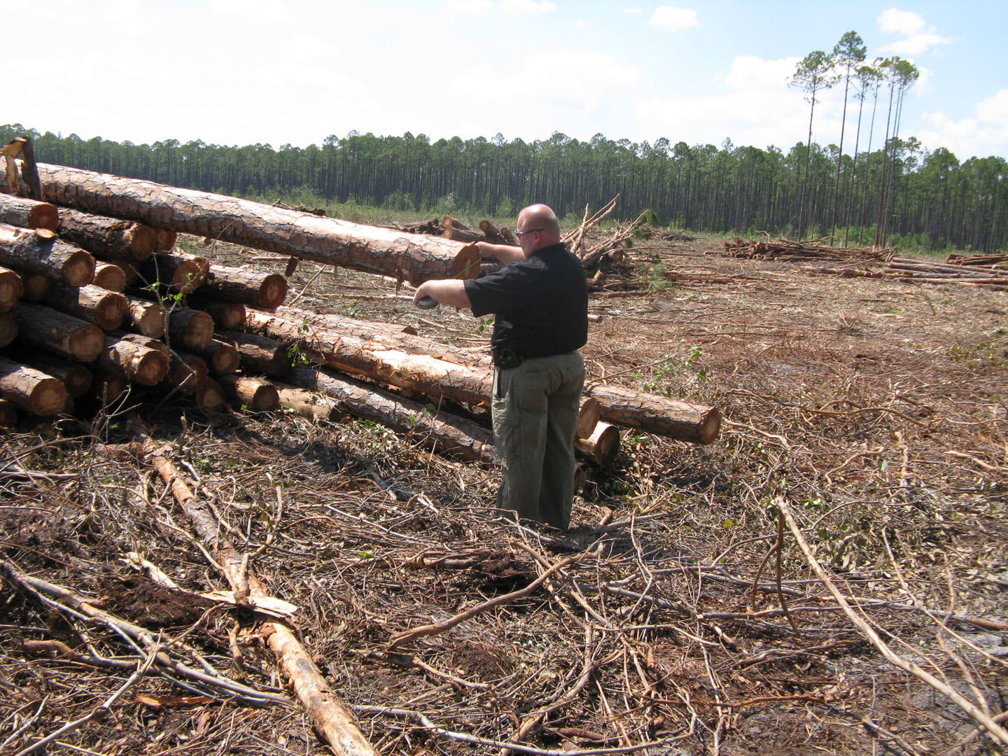 Timber Security Forestry Commission