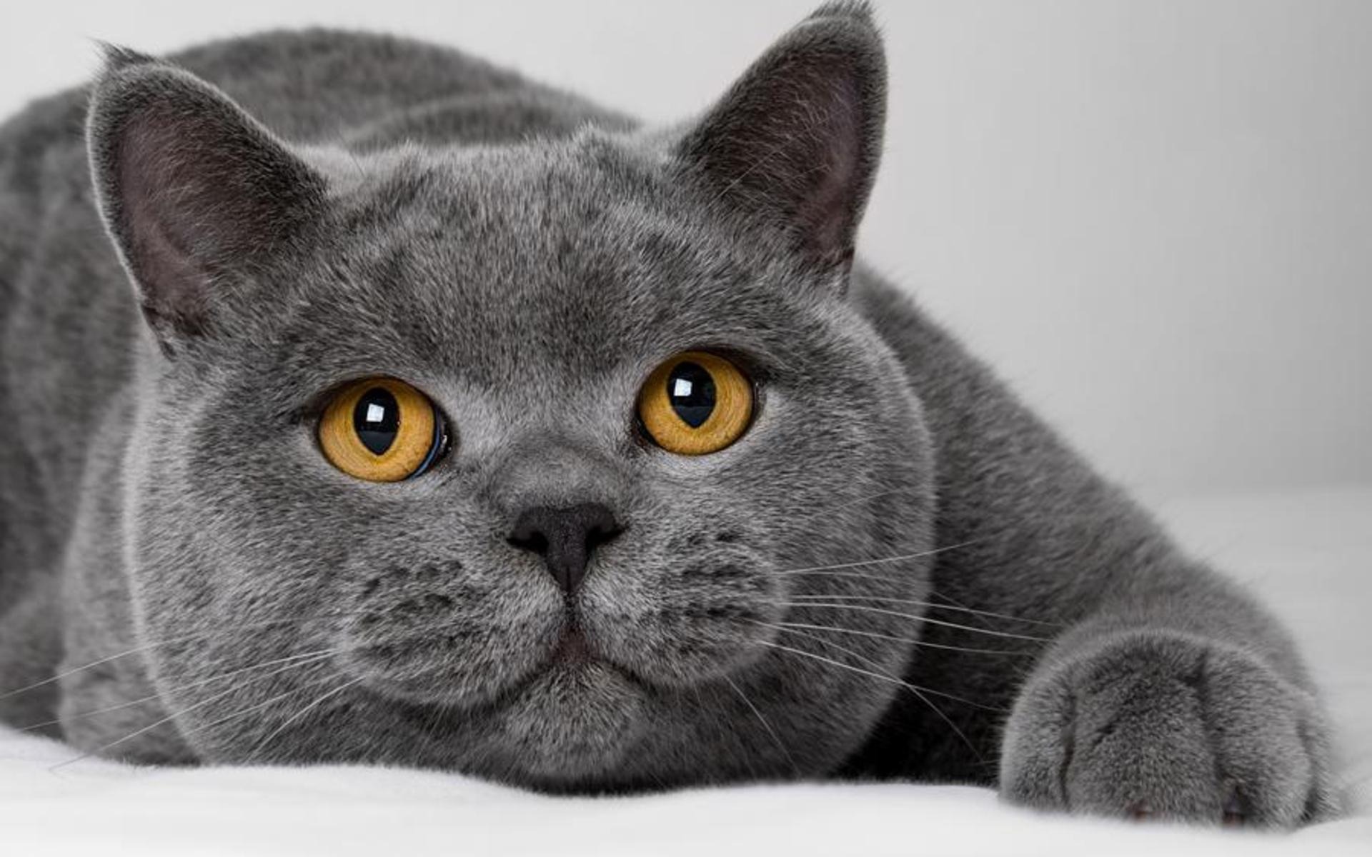 British Shorthair carattere, cura, prezzo Gattissimi