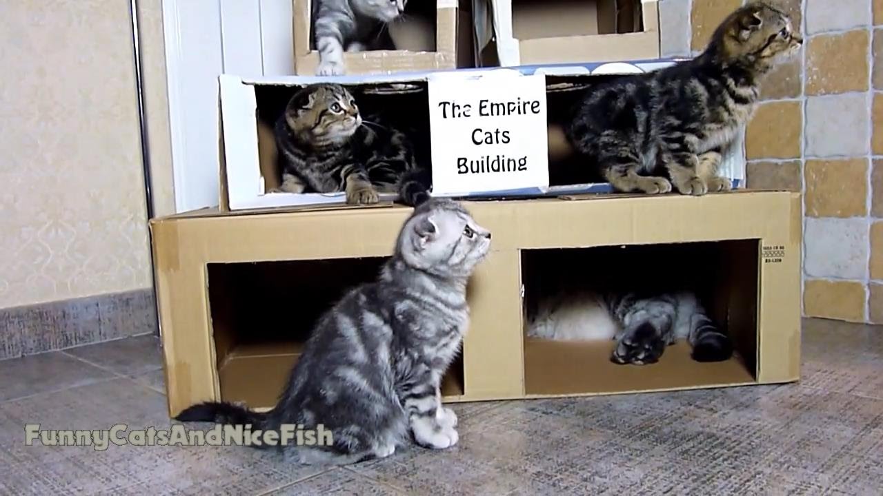 The Empire Cats Building