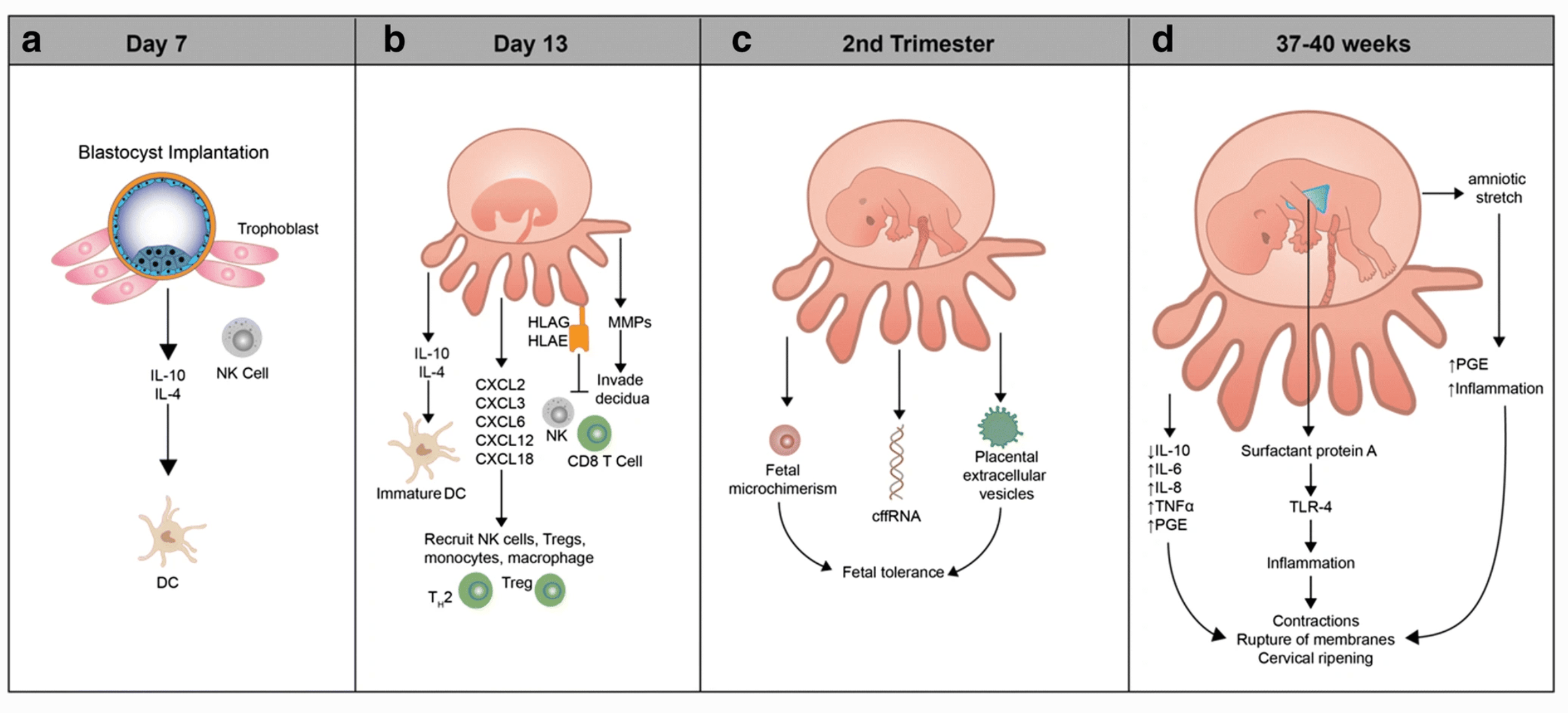 Multiomic immune clockworks of pregnancy [Seminars in Immunopathology
