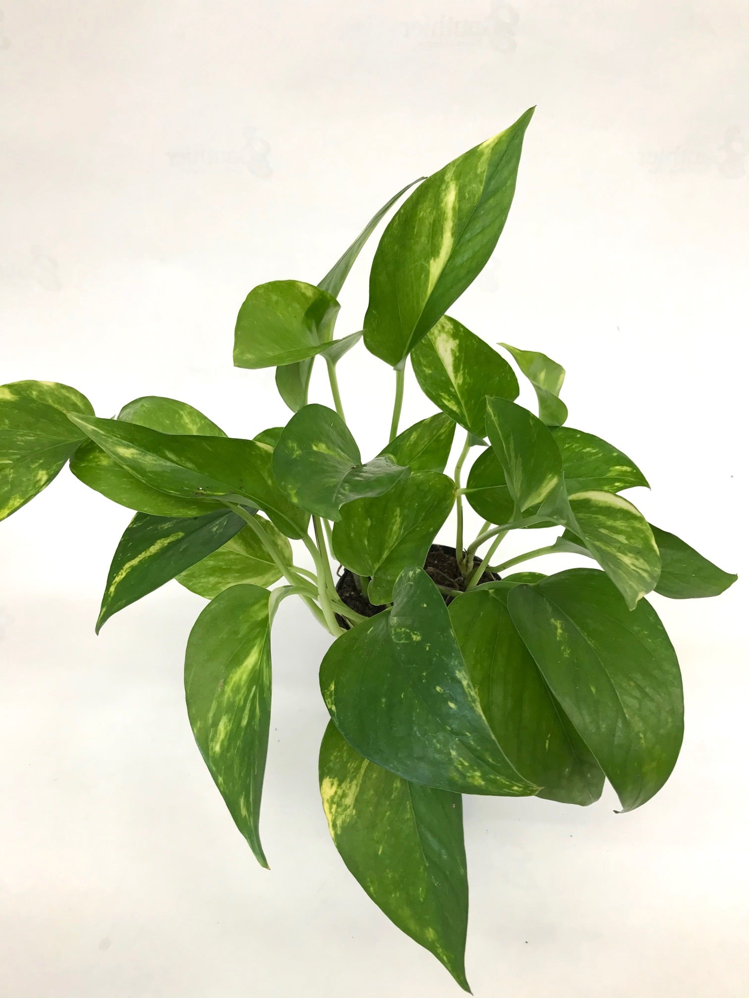 Pothos doré 3.5po Gauthier fleurs et jardin