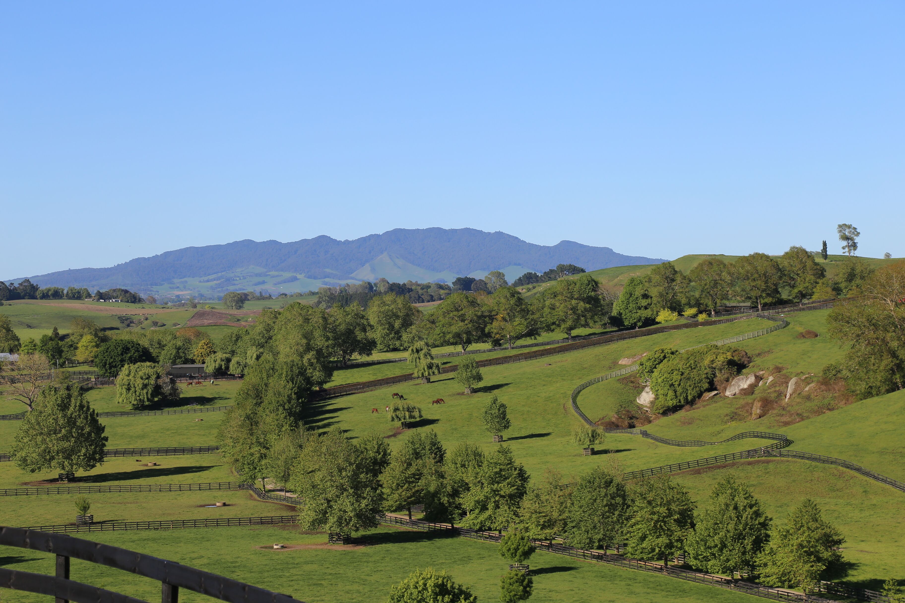 Gavelhouse Plus to host Valachi Downs Dispersal Fortnightly online