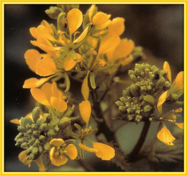 DR. BACH’S ‘MUSTARD’ FOR SEASONAL GLOOM Gaye Mack