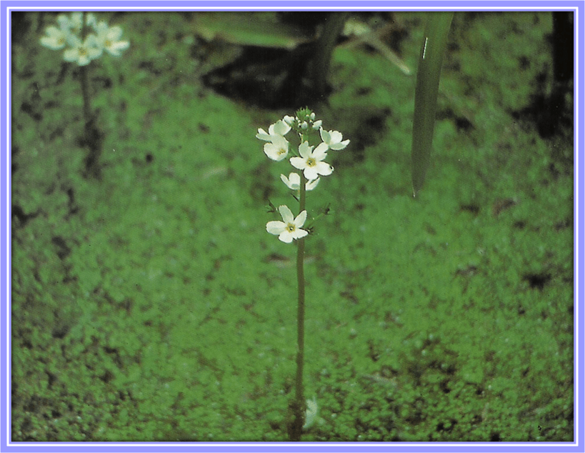 EDWARD BACH’S WATER VIOLET FOR JUNE’S WATERY GRAND TRINE Gaye Mack