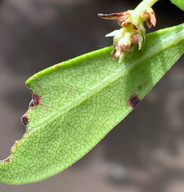 Foraging plants in the norwegian mountains 25. Bearberry Pt. 1