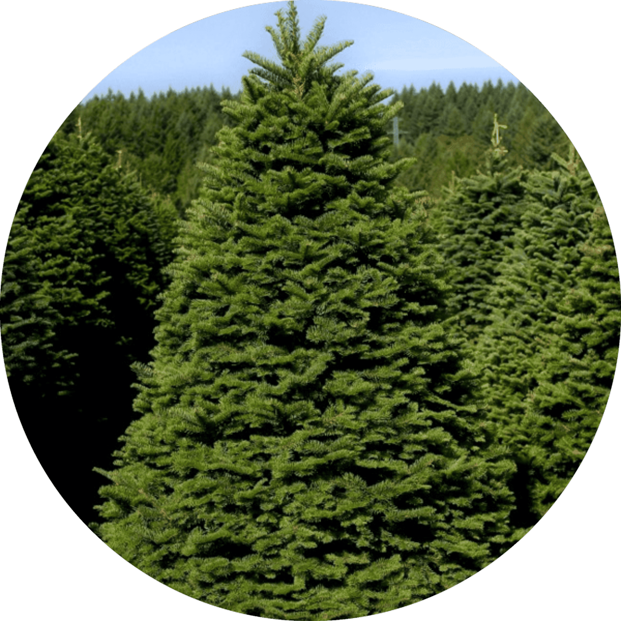 Home Gay's Christmas Tree Farm