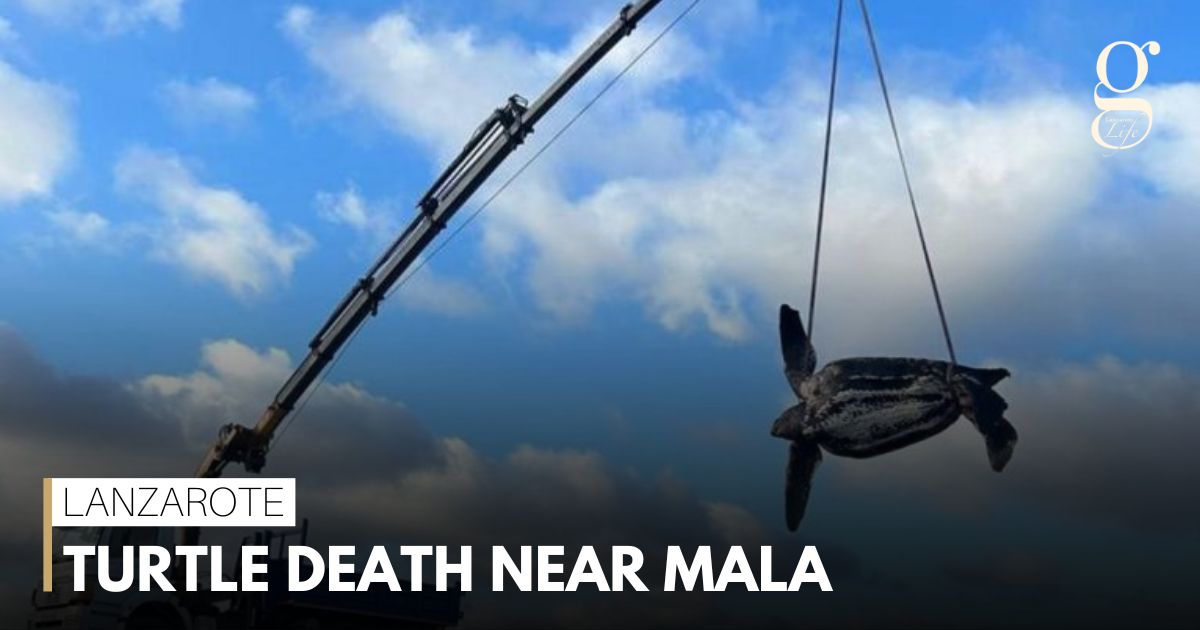 Turtle death near Mala Gazette Life