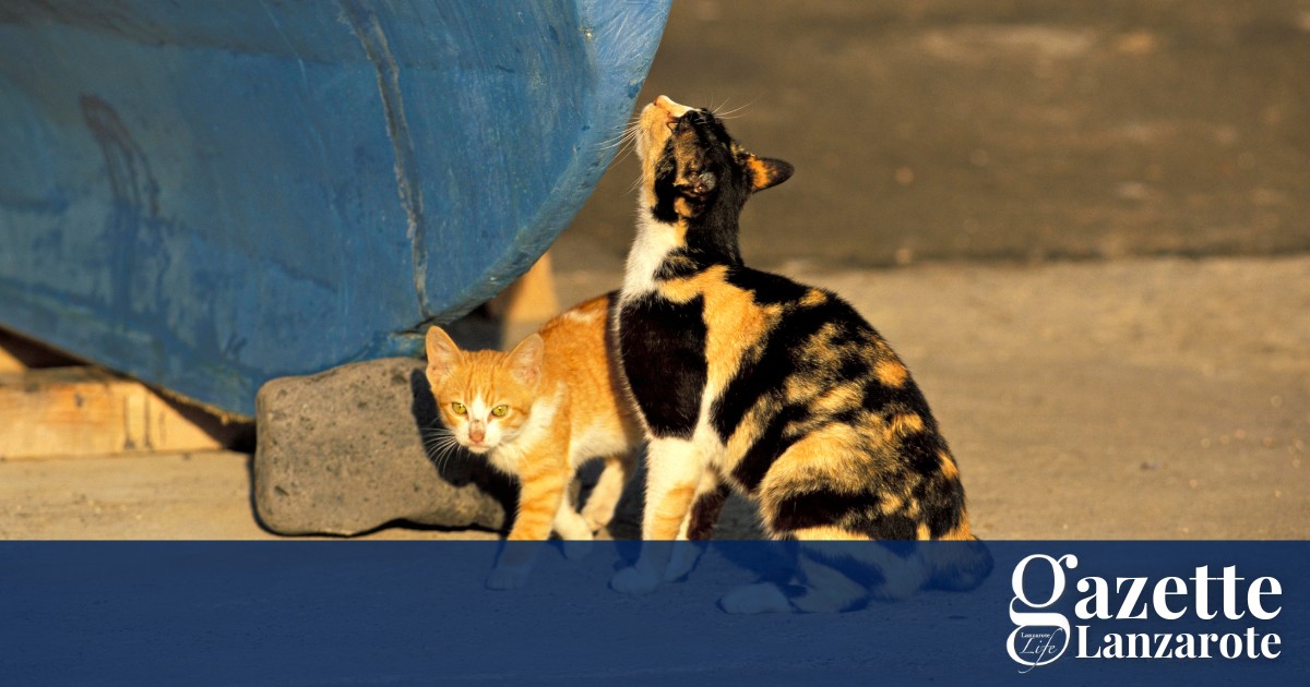 Cat protest in Arrecife