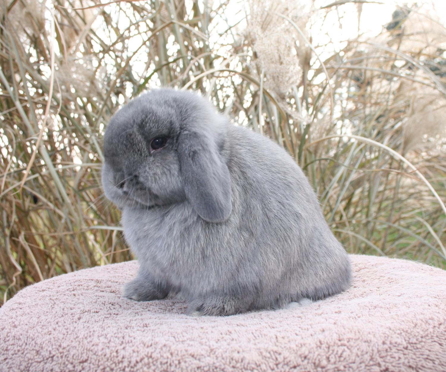 Steel Holland Lop Project