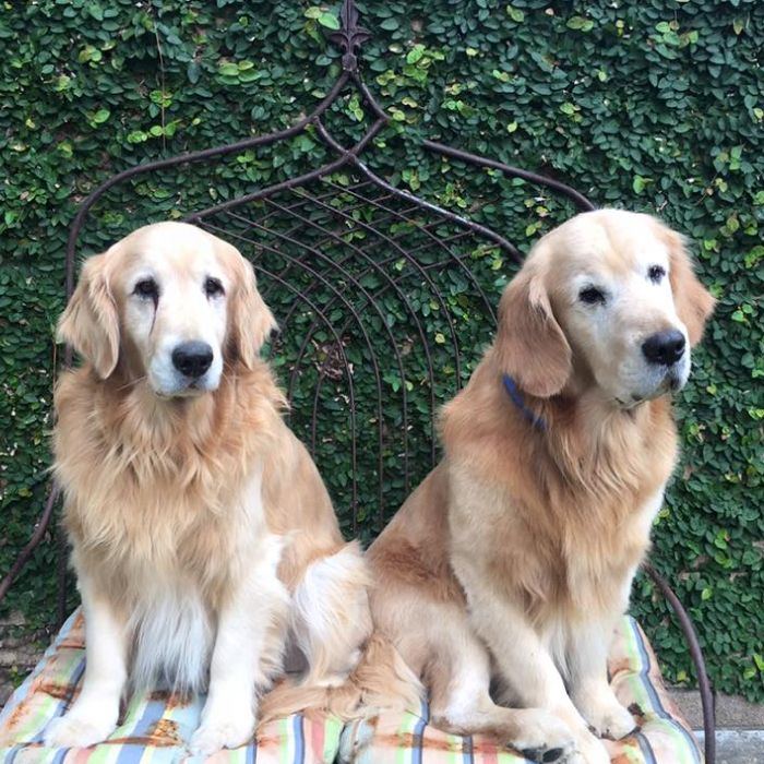 Golden Retriever Rescue San Diego All You Need Infos