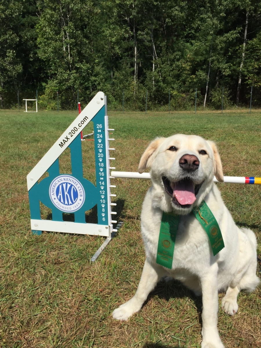Agility Great Barrington Kennel Club