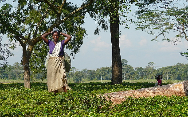 India’s Tea Board is helping growers save crops from extreme weather