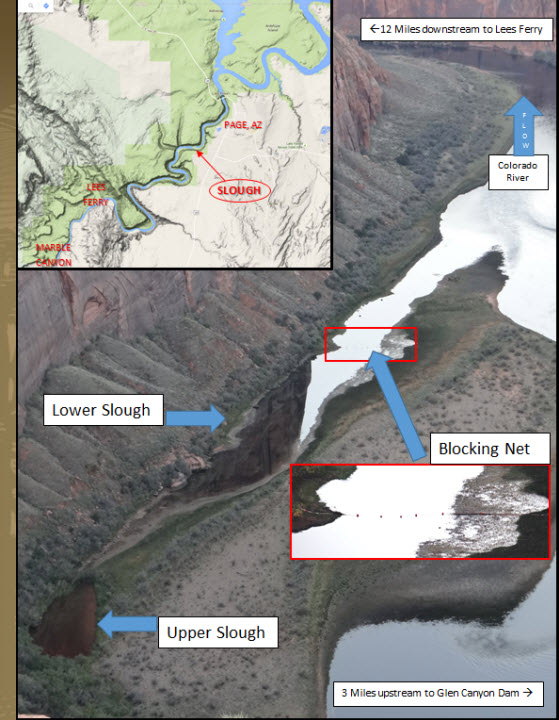 Nonnative Invasive Aquatic Species Glen Canyon Dam AMP
