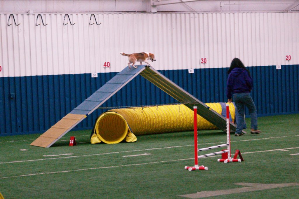 Agility Gem City Dog Obedience Club