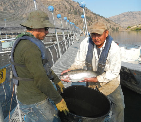 Colville Tribe stocks Rufus Woods with thousands of fish Grand Coulee