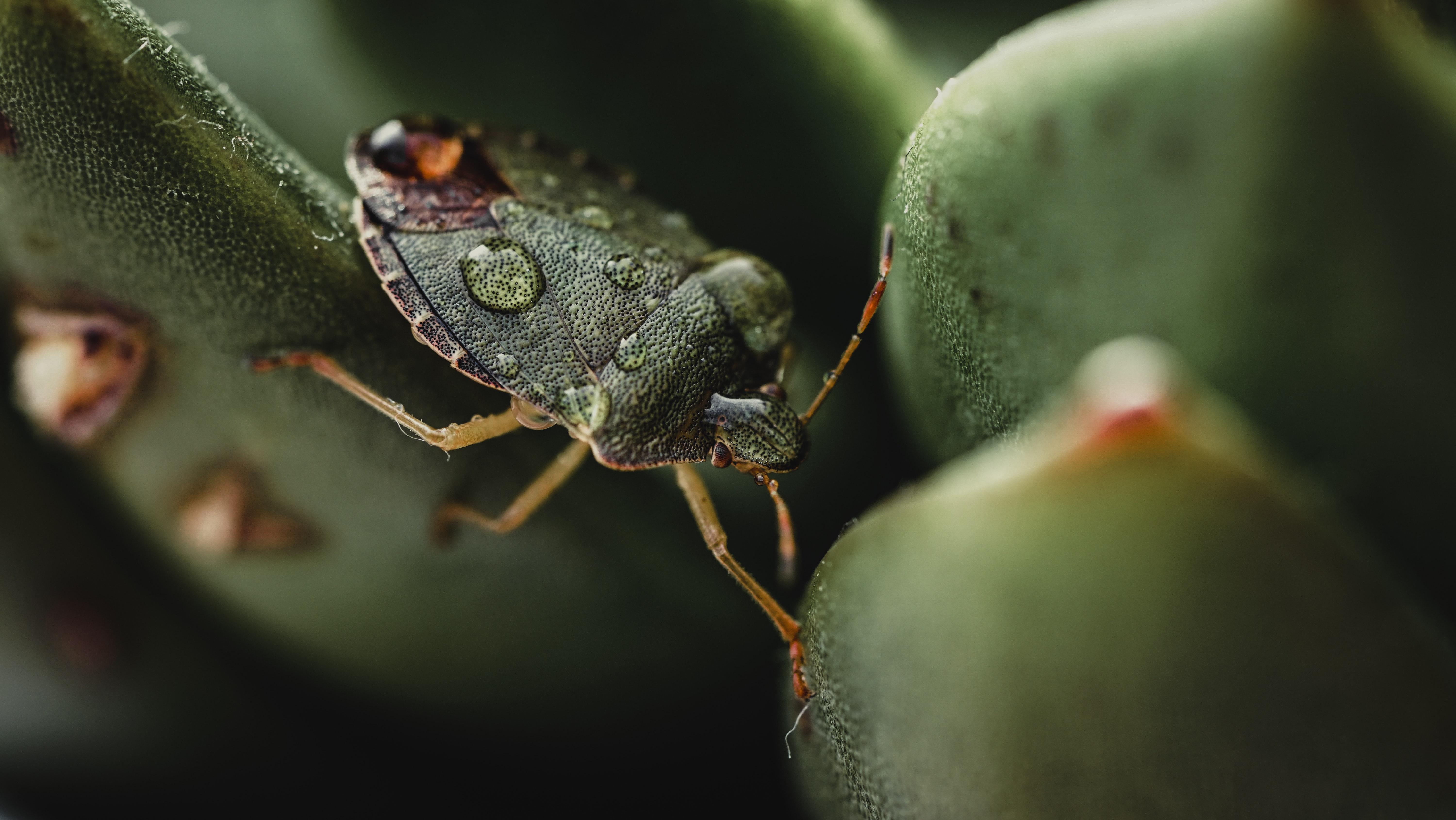 Accidentally Ate a Stink Bug? Here's What May Happen! GCELT