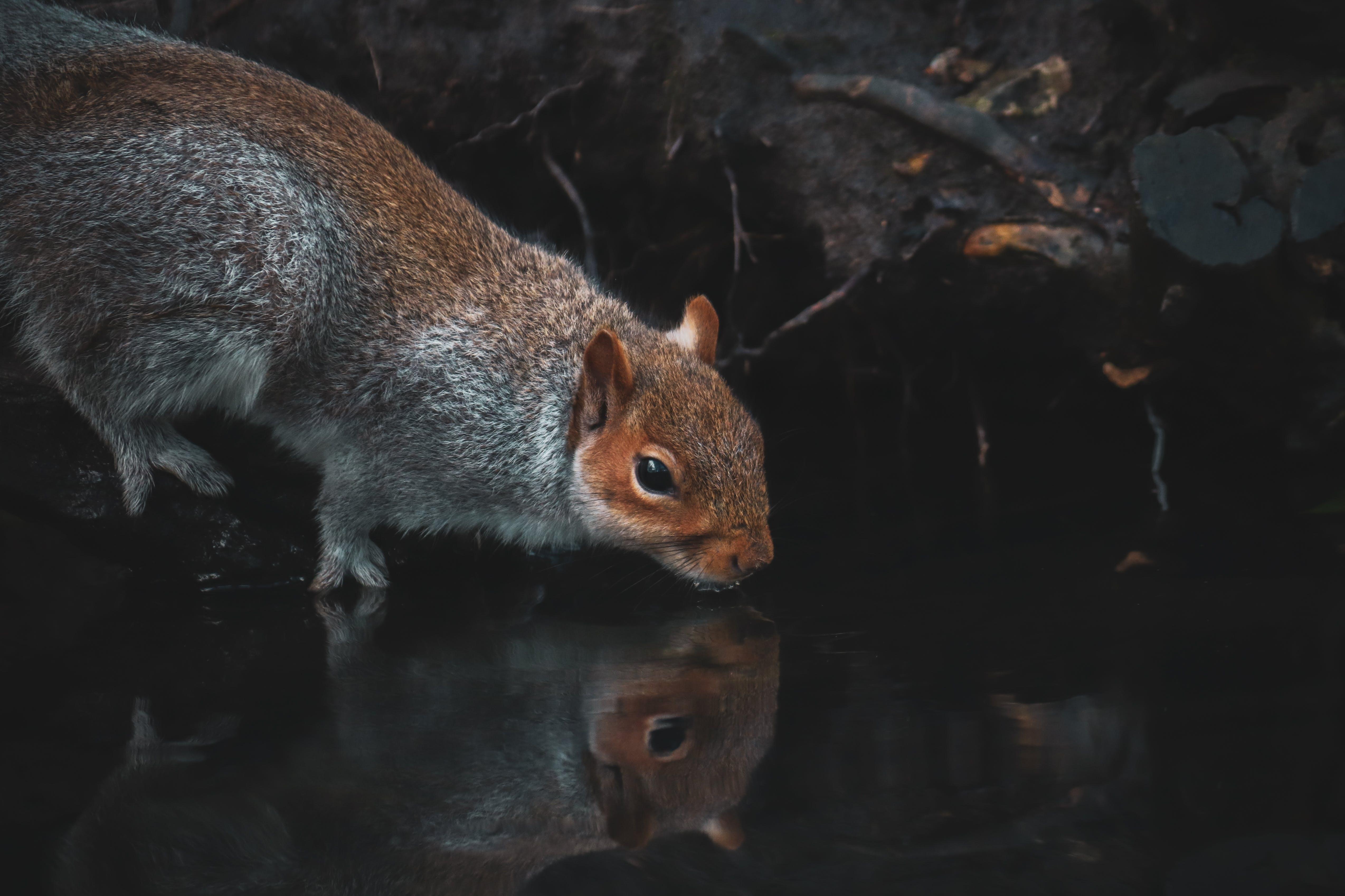 Can Squirrels See in the Dark? Everything You Need to Know GCELT