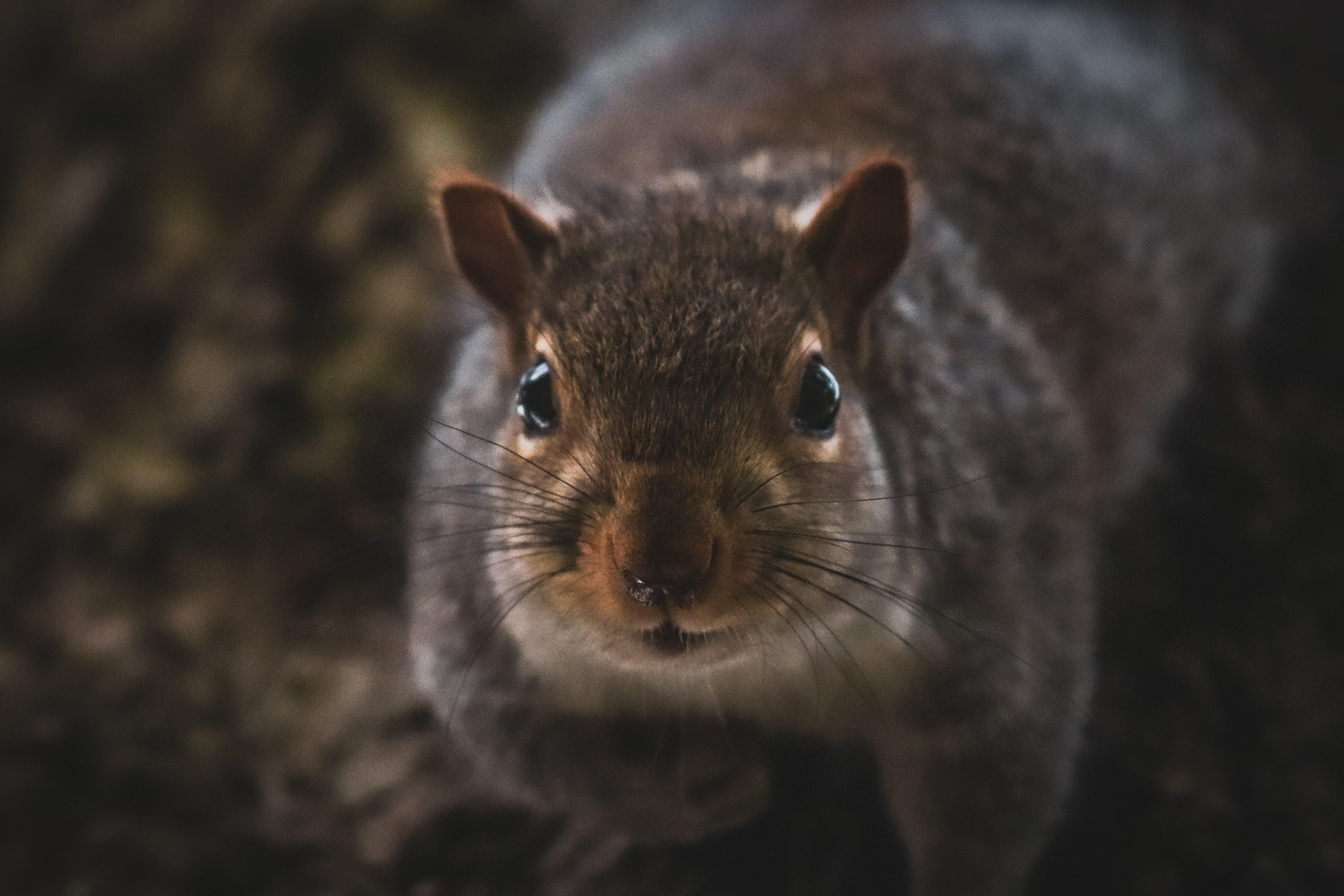 Can Squirrels See in the Dark? Everything You Need to Know GCELT