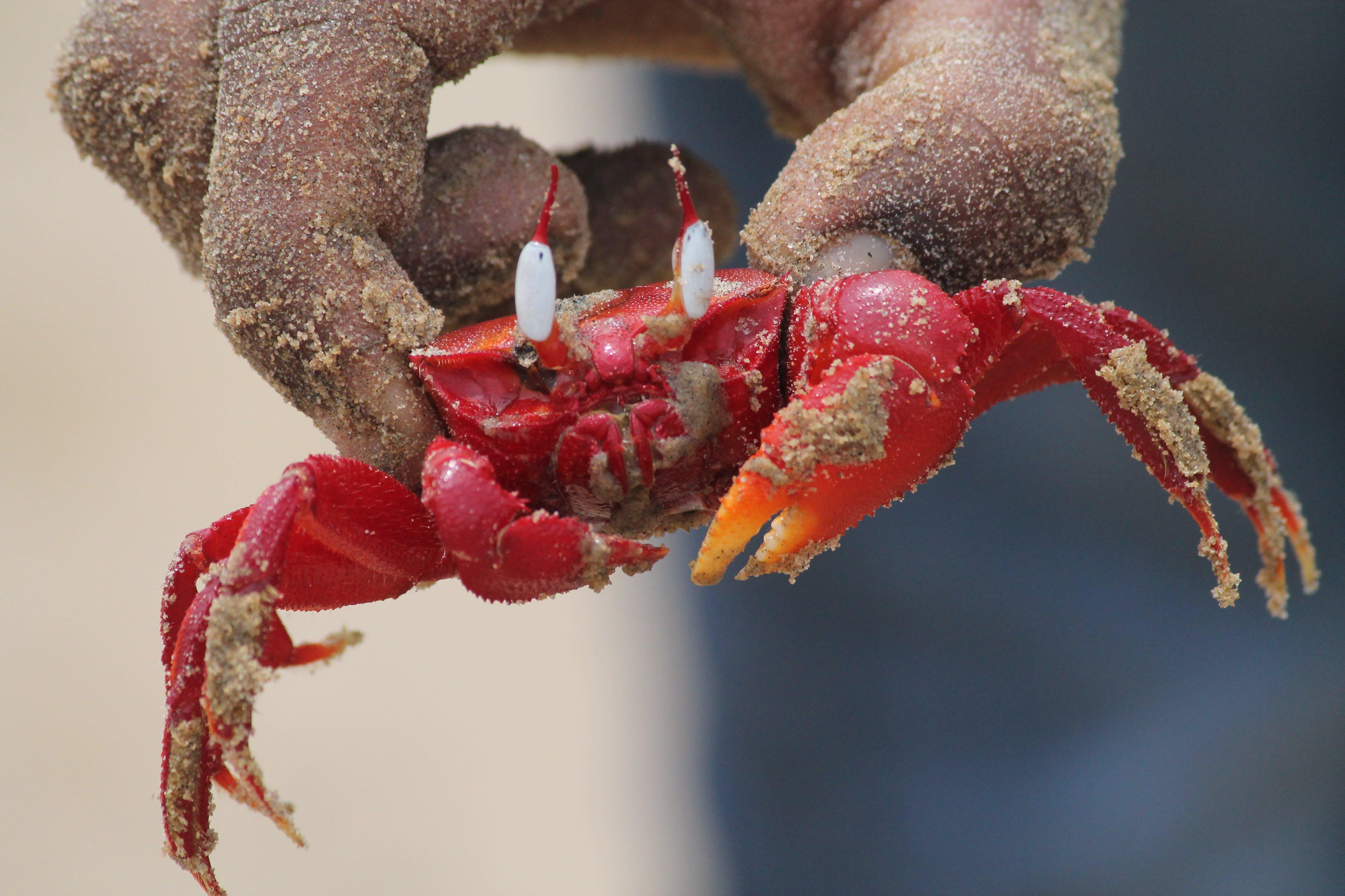 Do Crabs Have Balls A Deep Dive into Crab Anatomy GCELT
