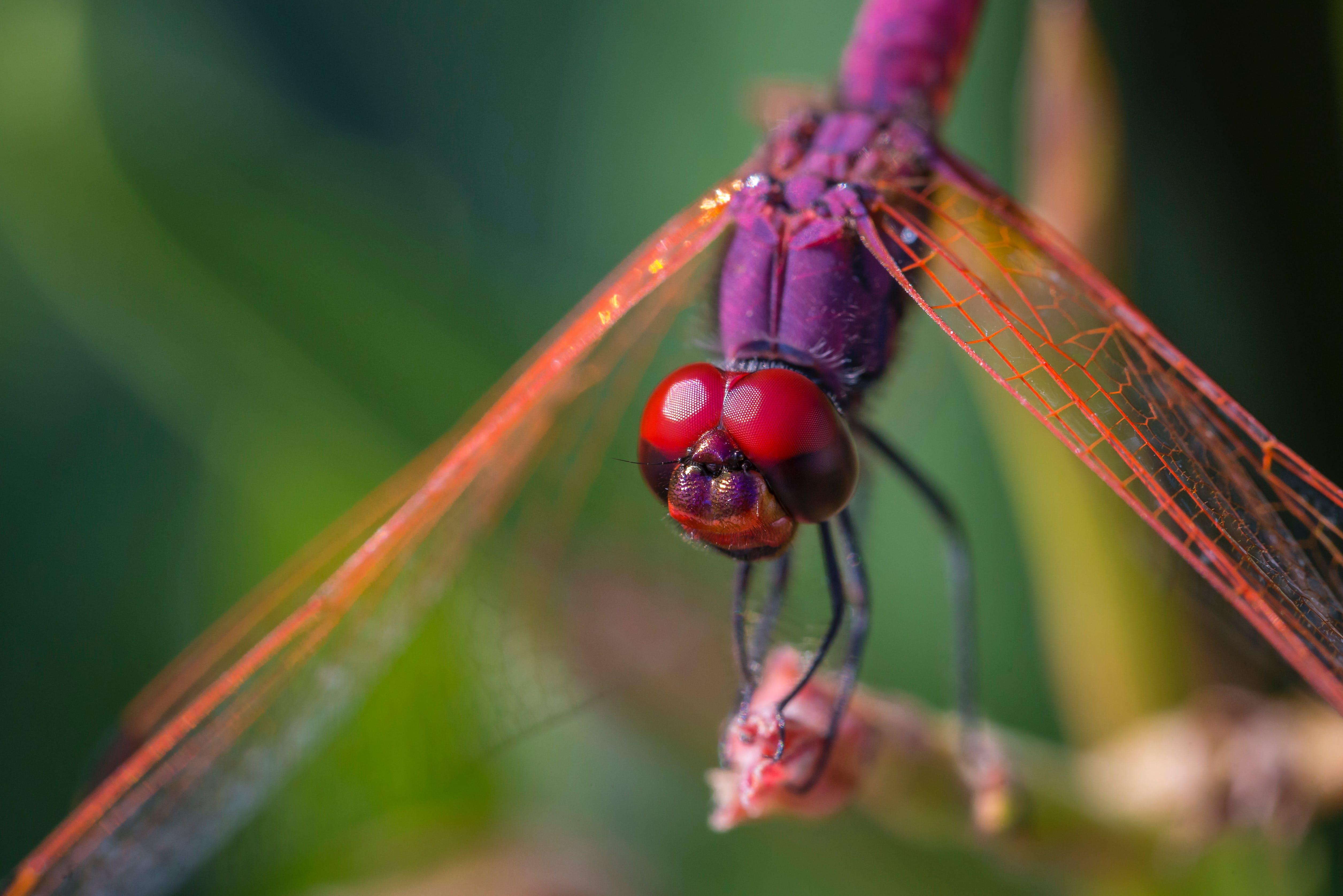 Do Dragonflies Make Noise? GCELT