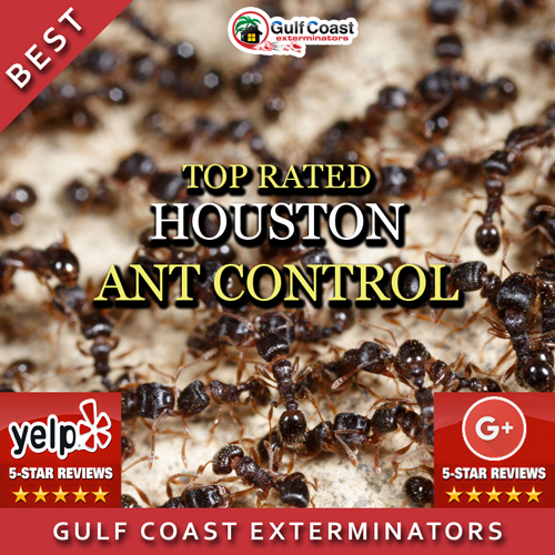 Best Pest Control Houston TX Pest Control Houston Gulf Coast