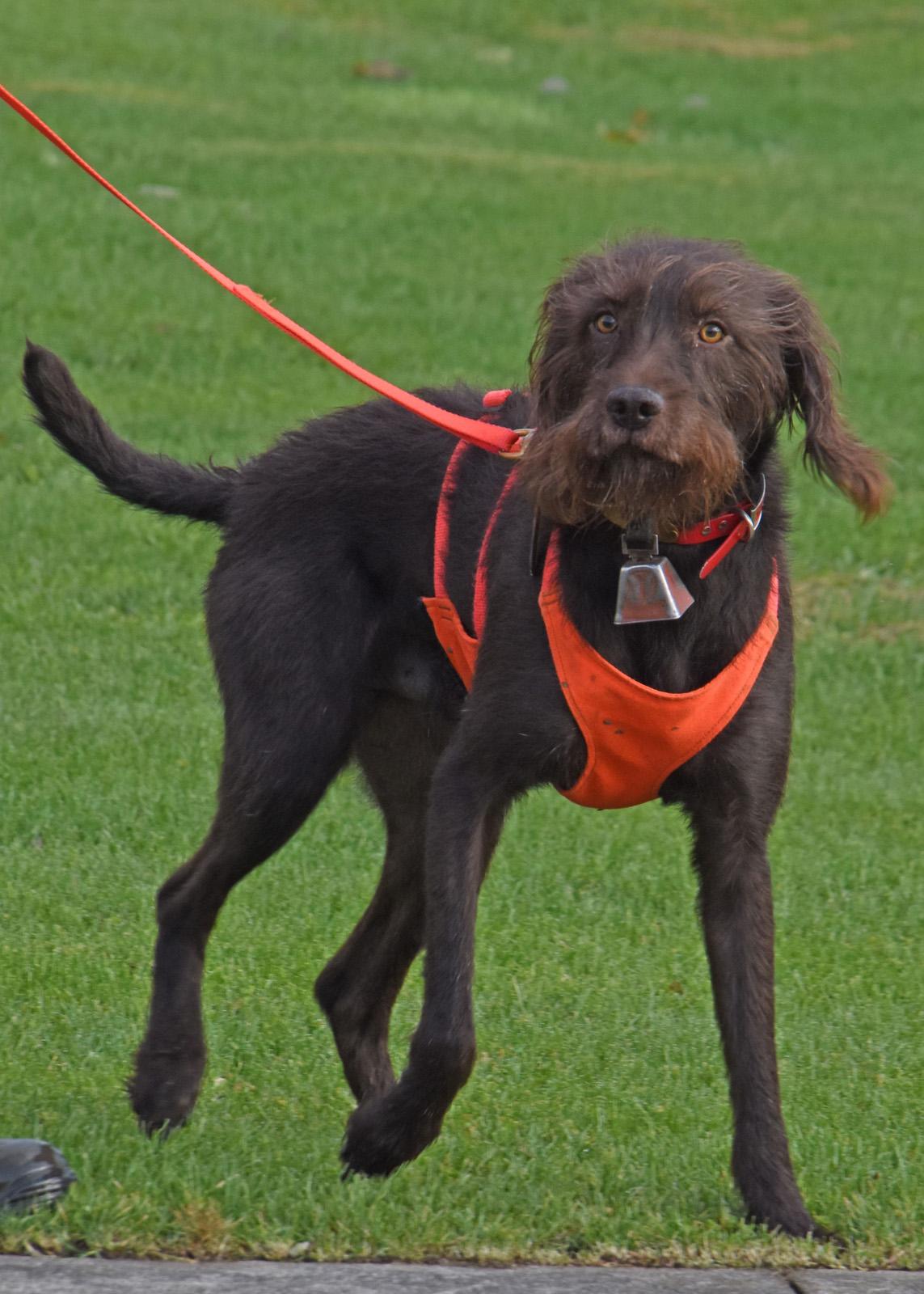 Rooster Run A site about our Youth Pheasant Hunt