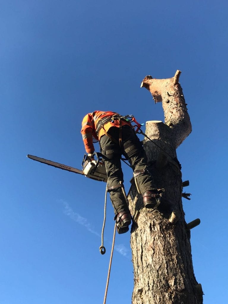 Pine Removal on A Beautiful Winters Day GCK Treeworks Ltd