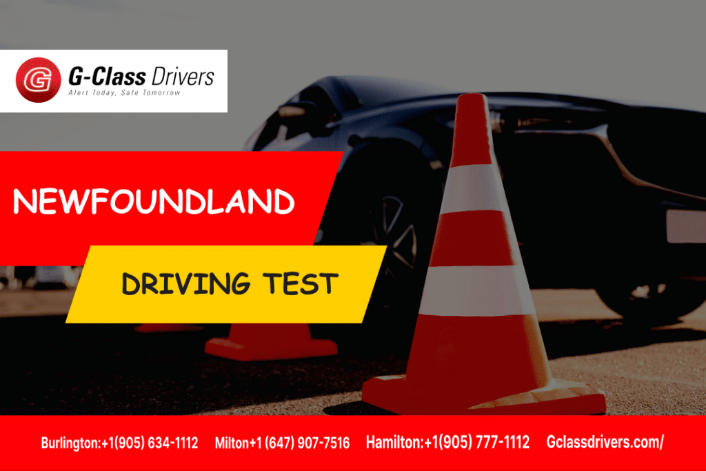 Get Your NL Driver's License StepbyStep Guide 2024