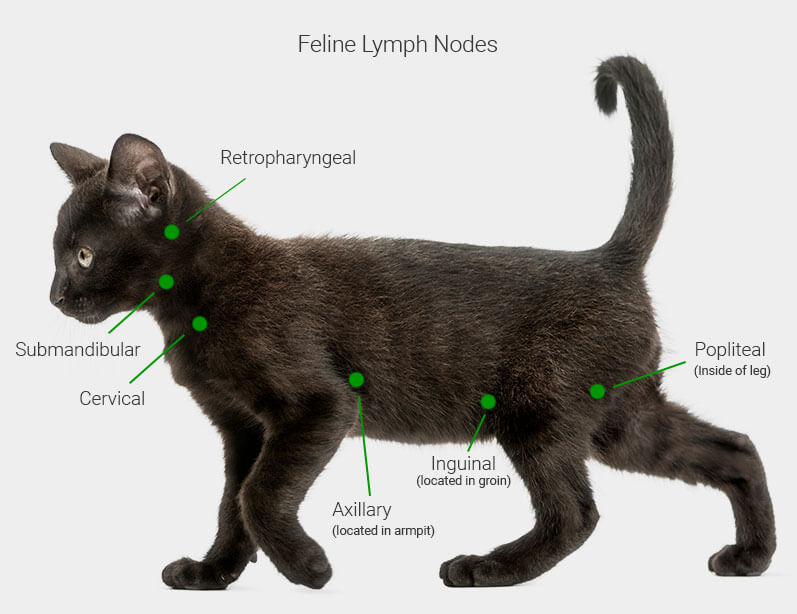 Instructions for use GcMAFpets®