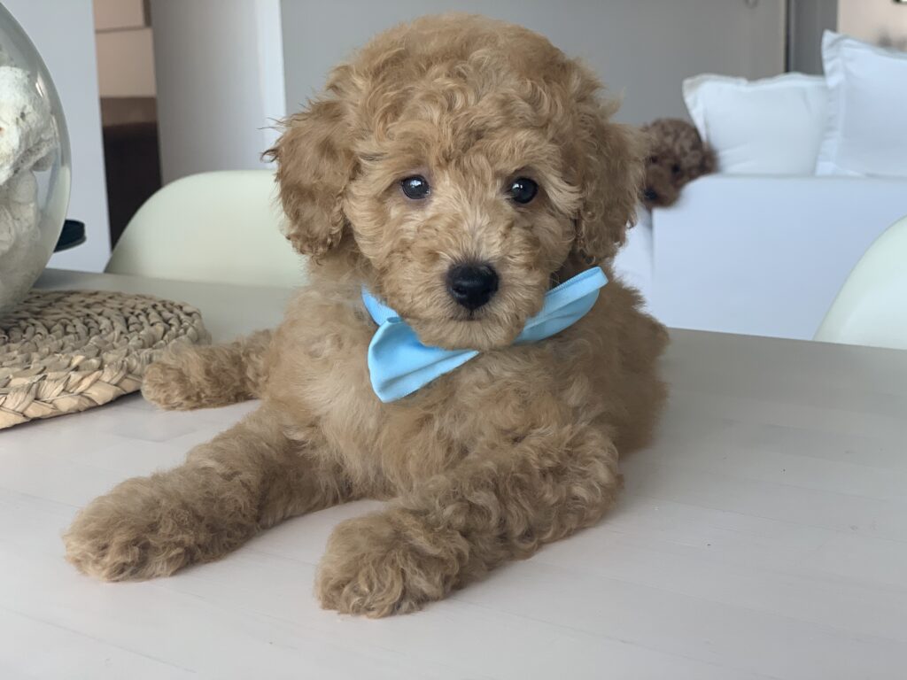 Health Testing GC Mini Poodles