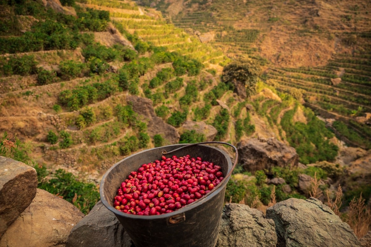 Global coffee industry leaders to shine light on Yemen amidst world's